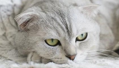 角球防守中吕迪格疑似使用过分力量卡身位，裁判未做判罚